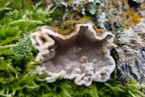 Allet 01 Grijze Buisjeszwam